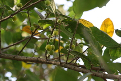 Ficus exasperata